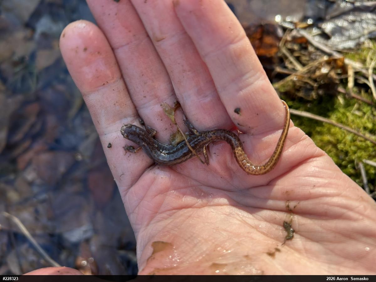 Four-toed Salamander