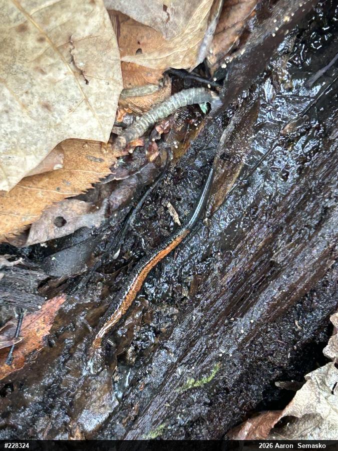 Eastern Red-backed  Salamander