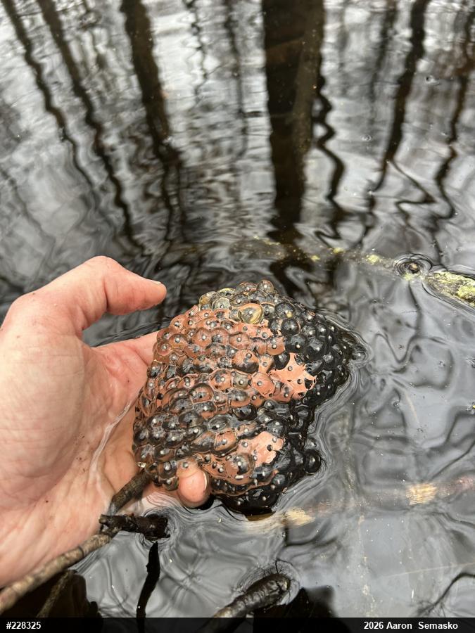 Wood Frog
