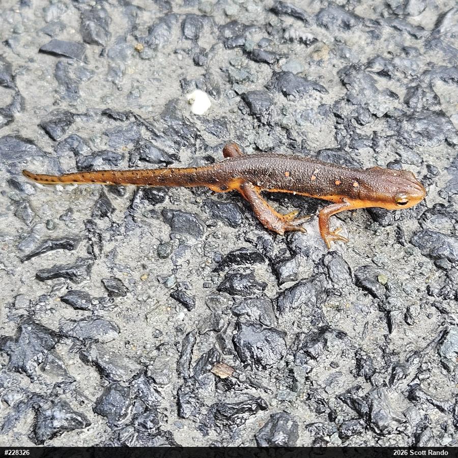 Red-spotted Newt