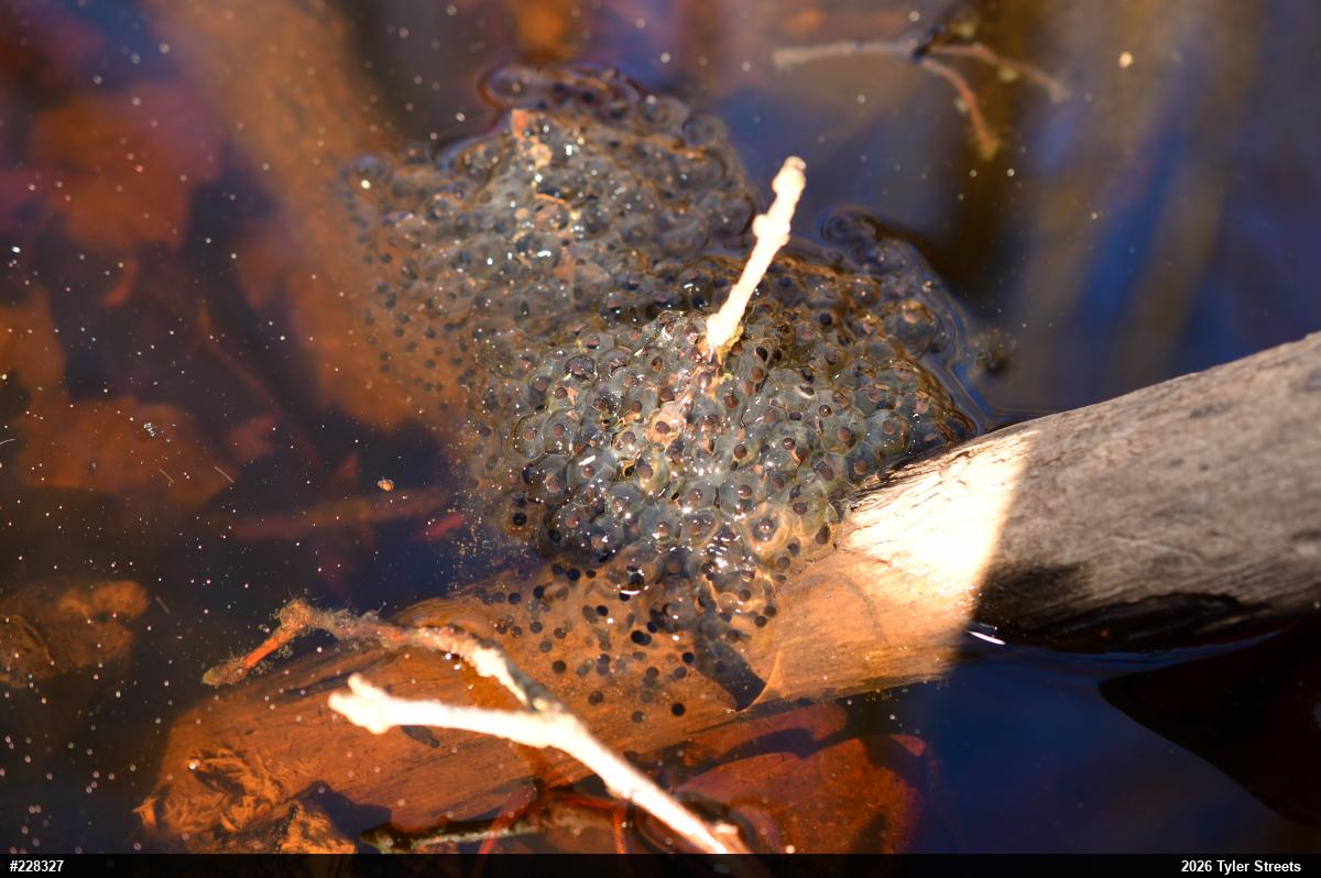 Wood Frog
