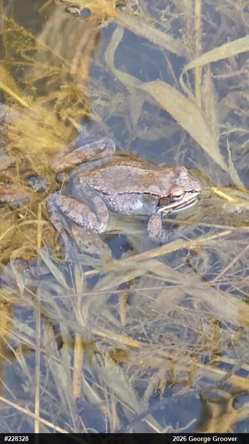 Wood Frog