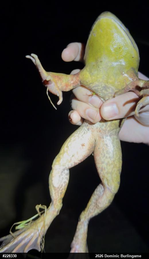 American Bullfrog