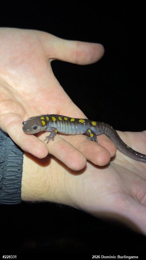 Spotted Salamander