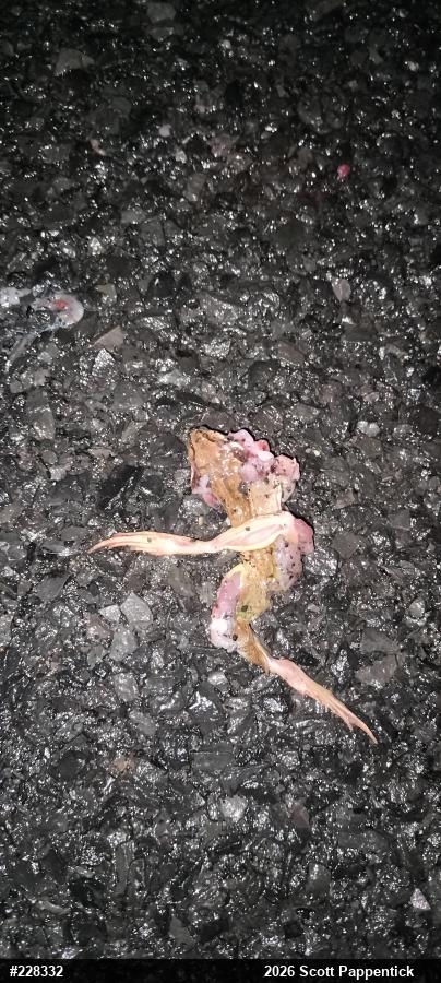 Wood Frog