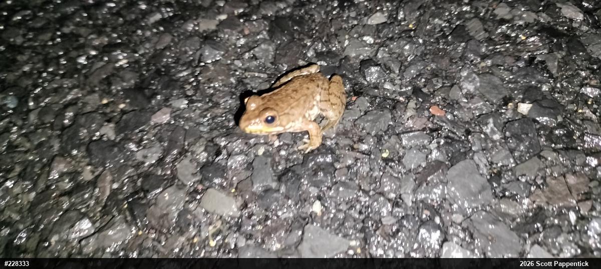 Green Frog