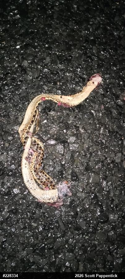 Eastern Gartersnake