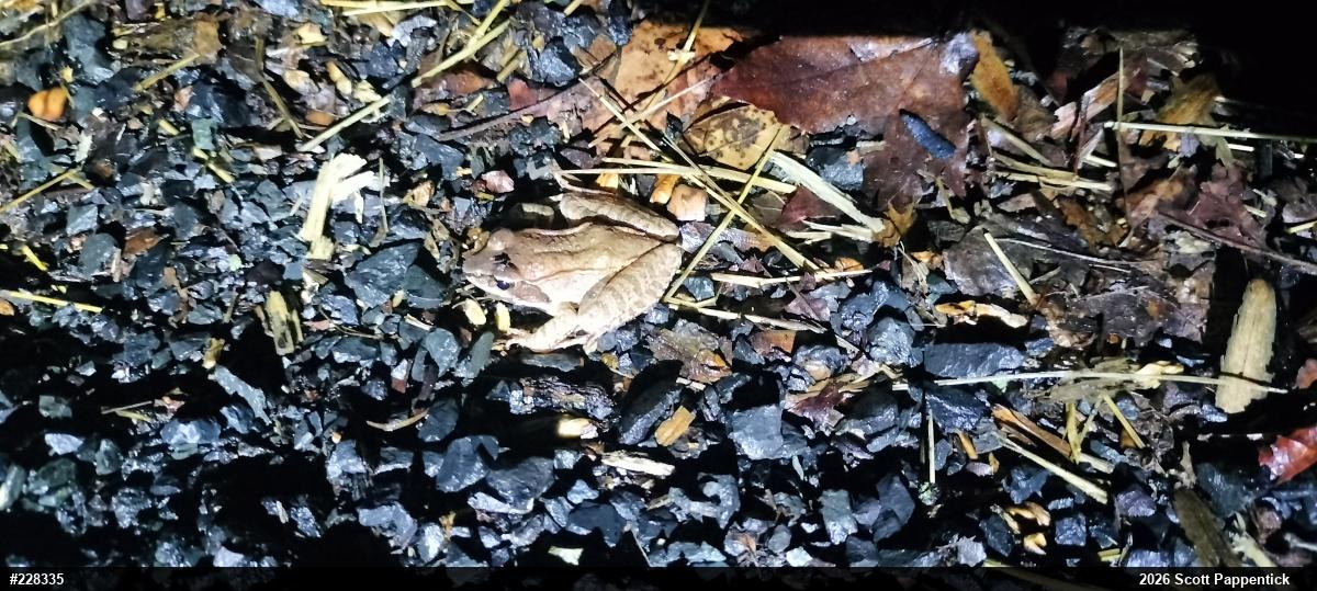 Wood Frog