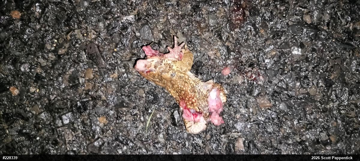 Eastern American Toad