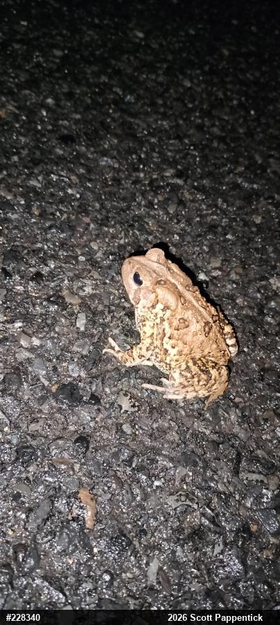 Eastern American Toad