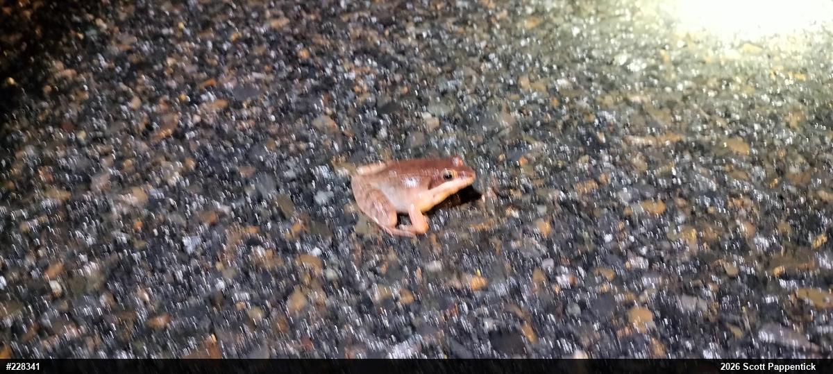 Wood Frog