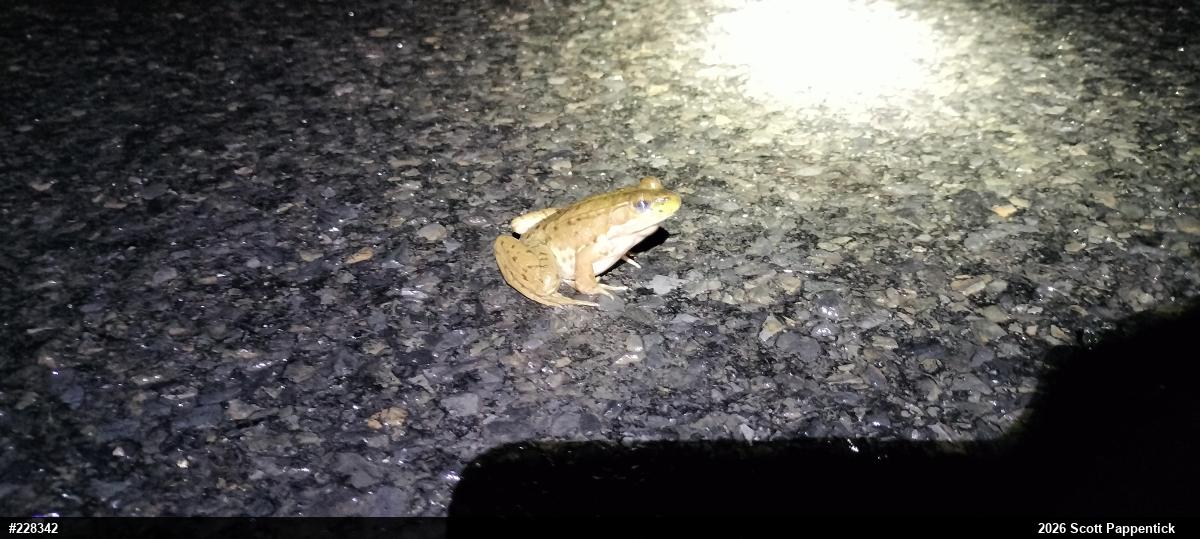Green Frog