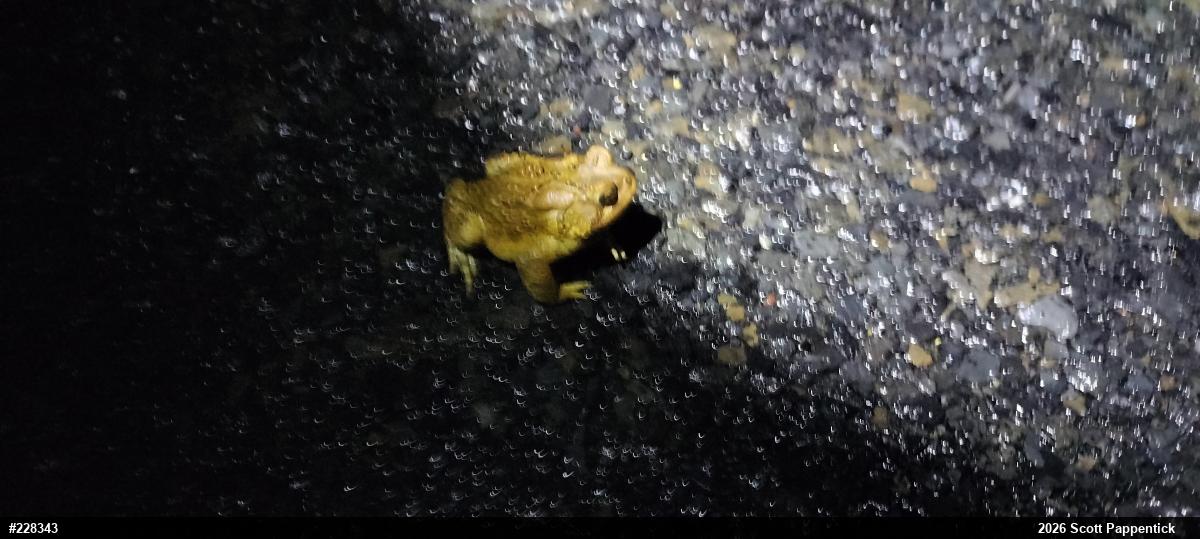 Eastern American Toad