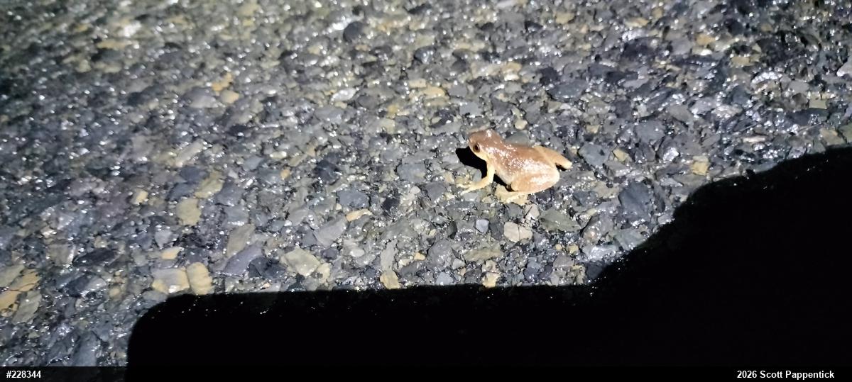 Spring Peeper