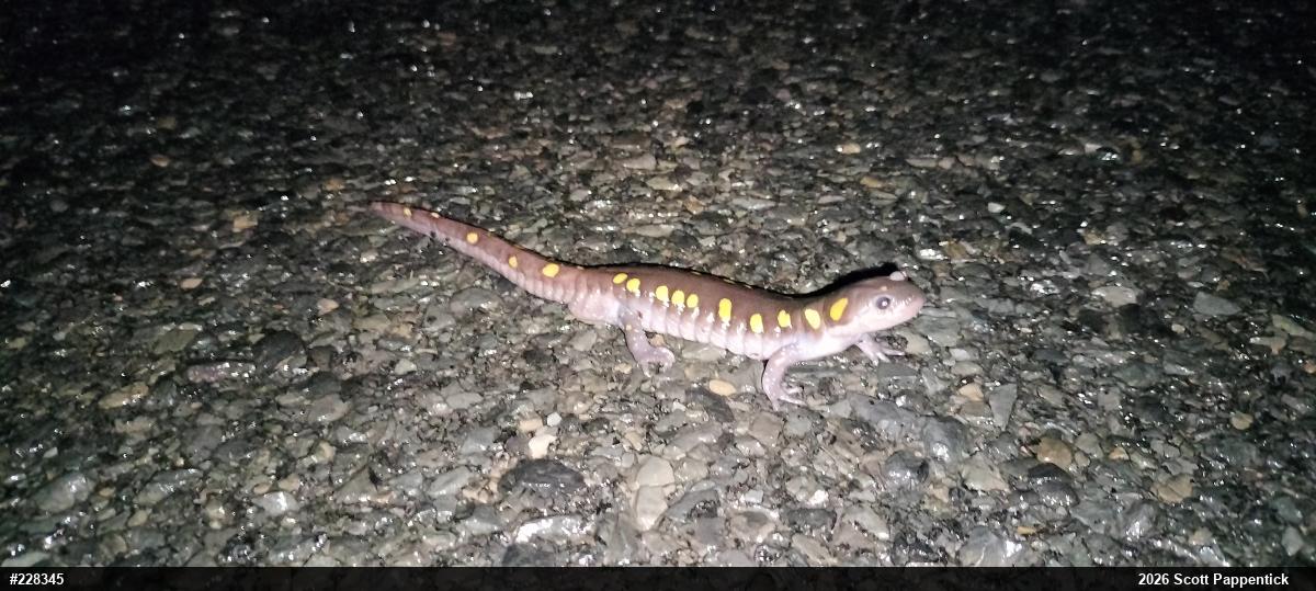 Spotted Salamander