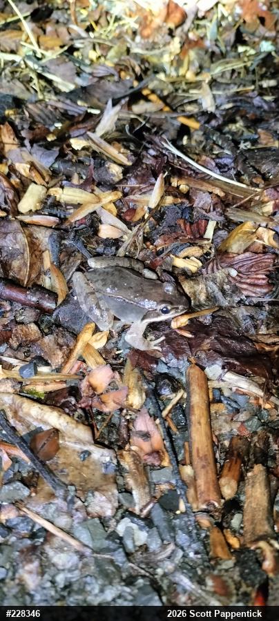 Wood Frog
