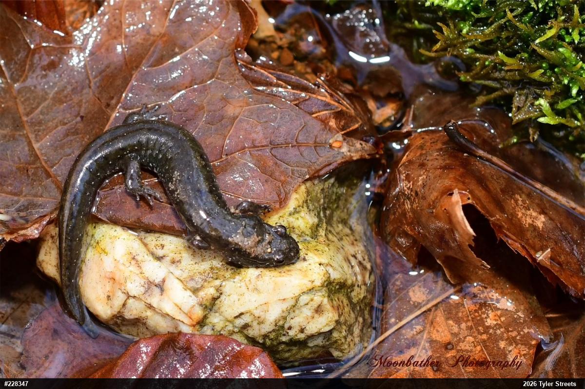 Northern Dusky Salamander