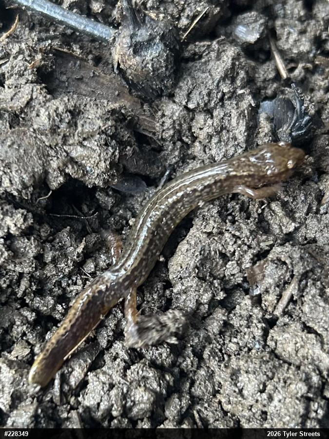 Northern Two-lined Salamander