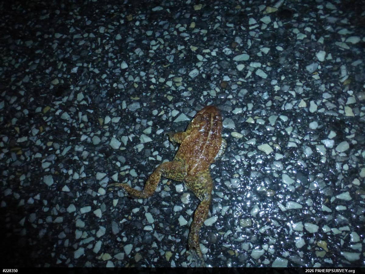 Eastern American Toad
