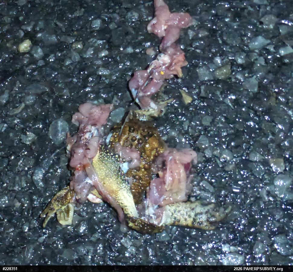 Eastern American Toad