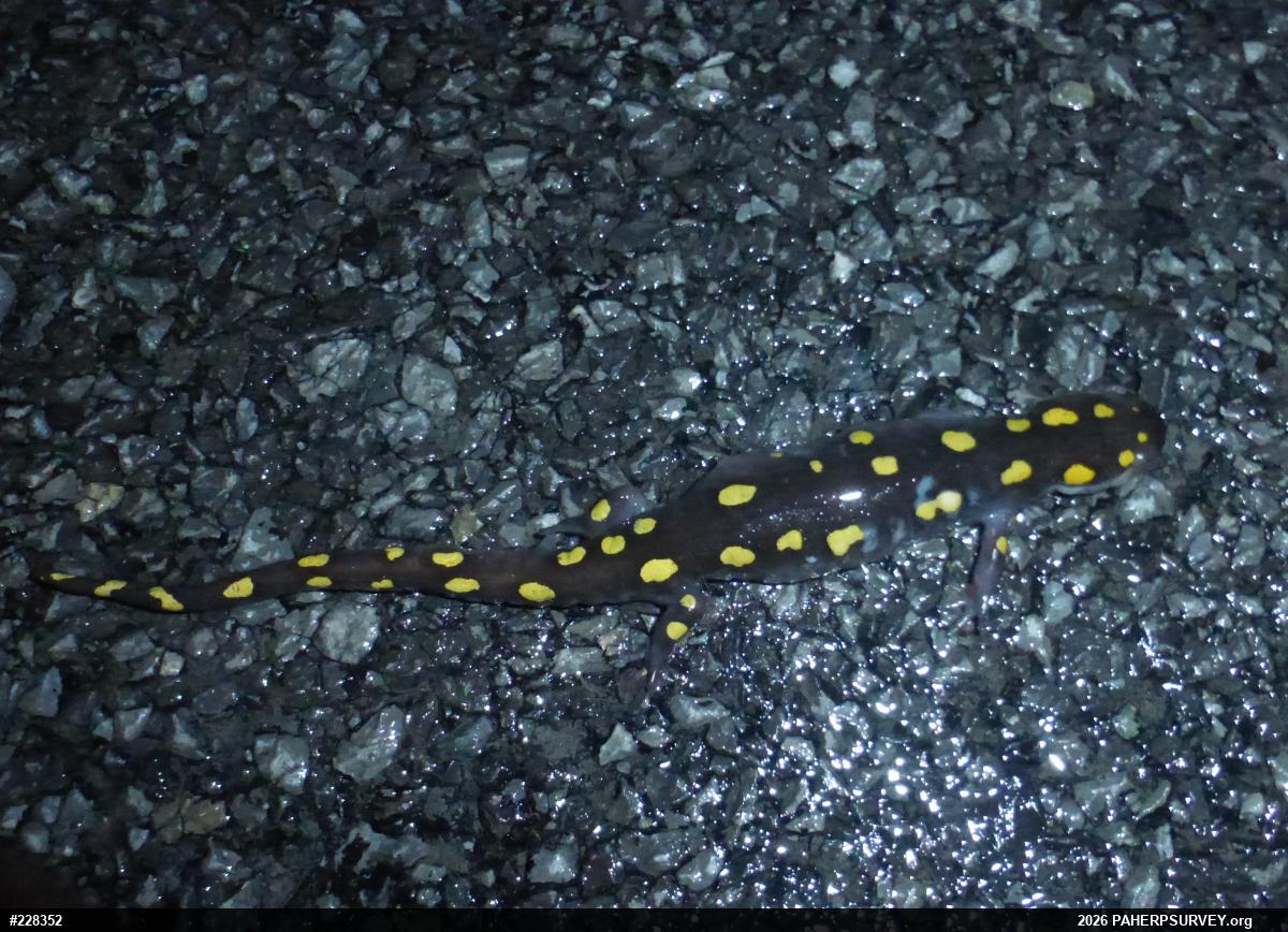 Spotted Salamander