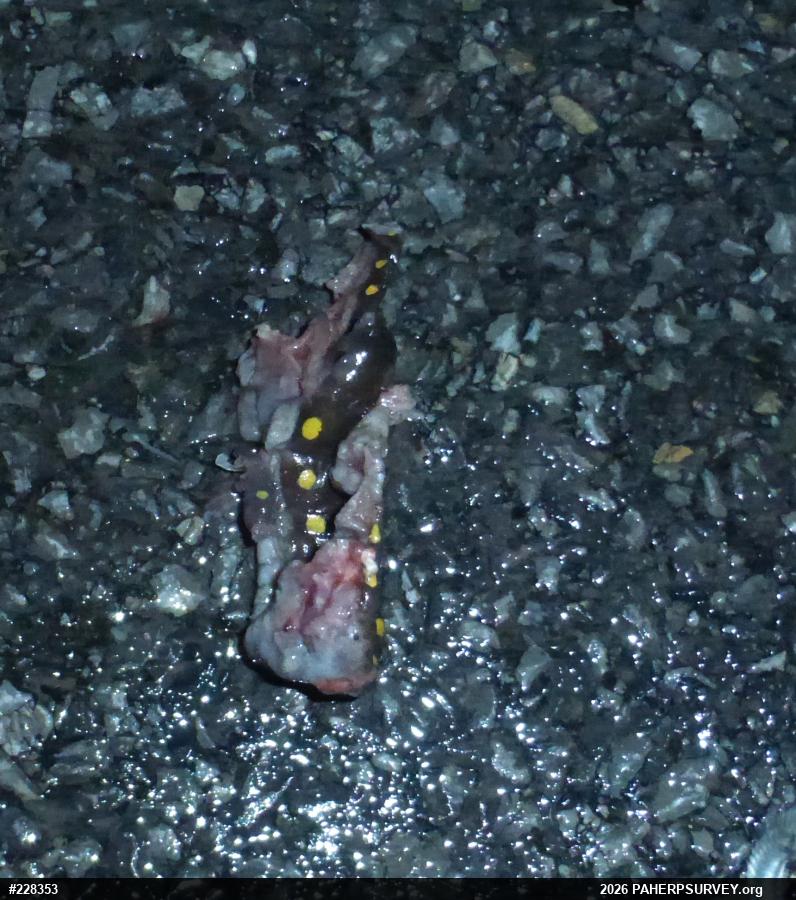 Spotted Salamander