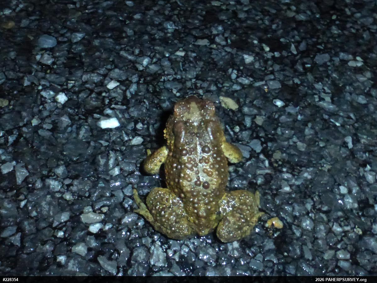 Eastern American Toad