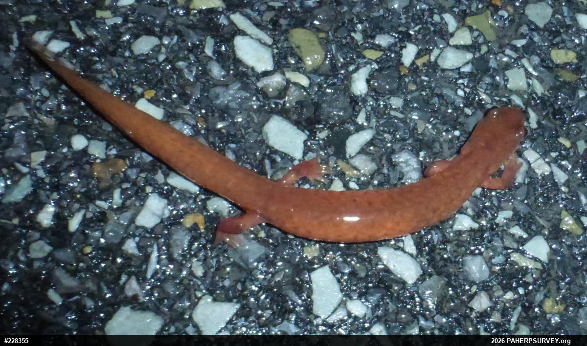 Northern Spring Salamander