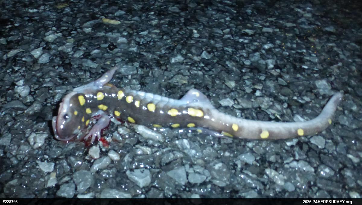 Spotted Salamander