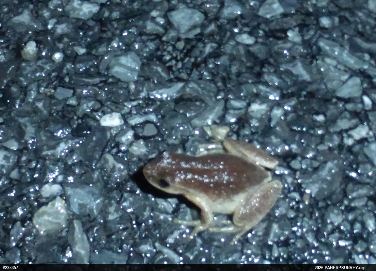 Spring Peeper