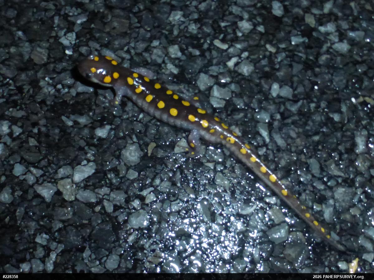Spotted Salamander