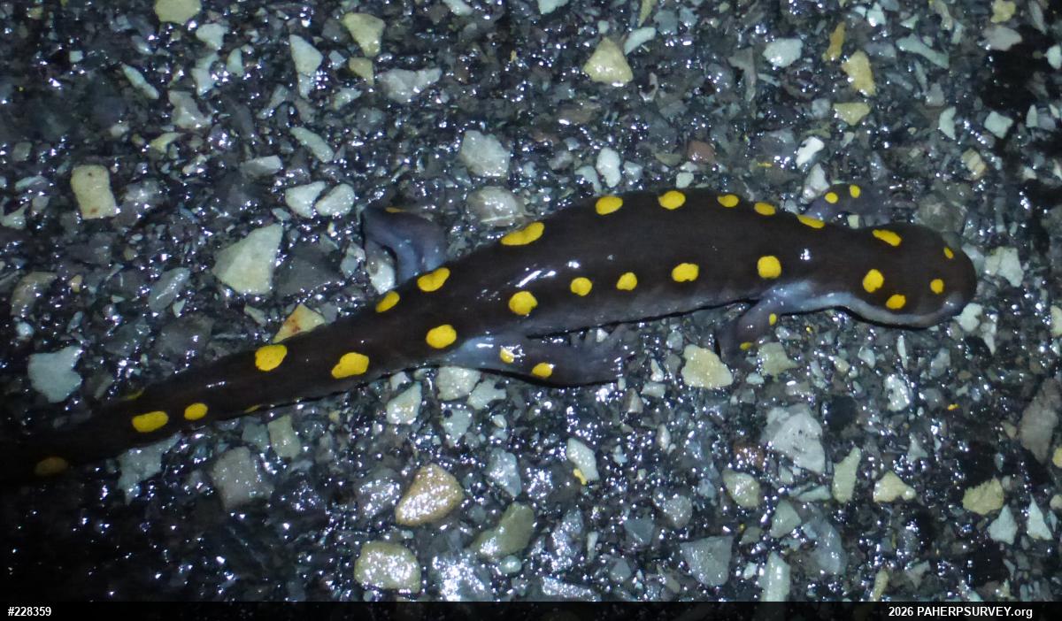 Spotted Salamander