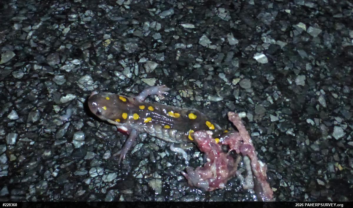 Spotted Salamander