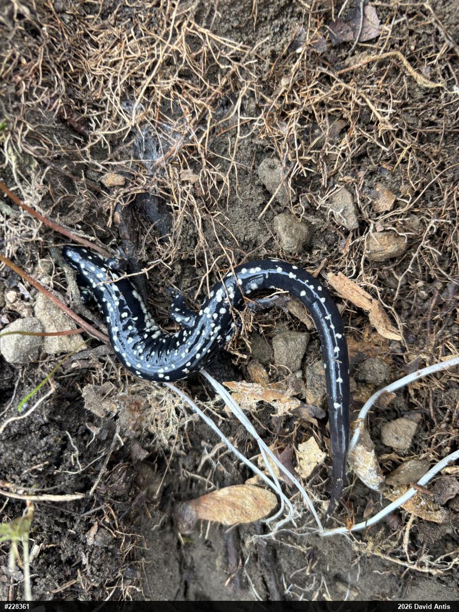 Northern Slimy Salamander