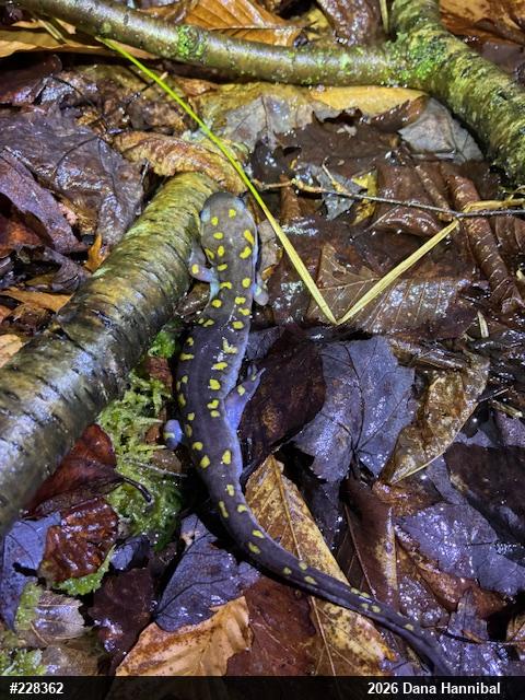 Spotted Salamander