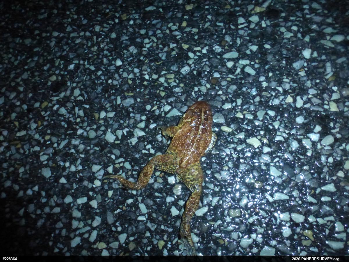 Eastern American Toad