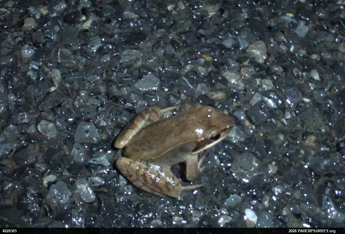 Wood Frog