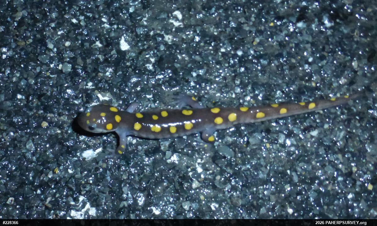 Spotted Salamander