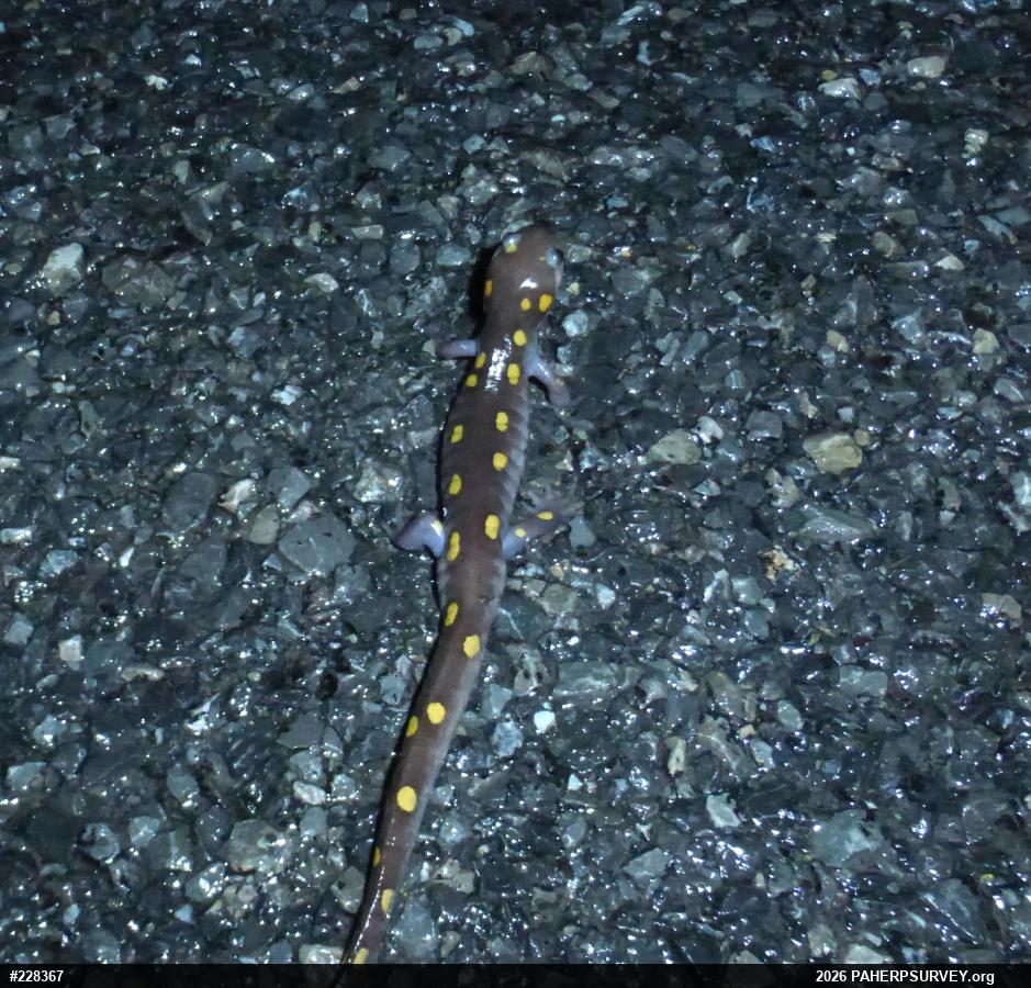 Spotted Salamander