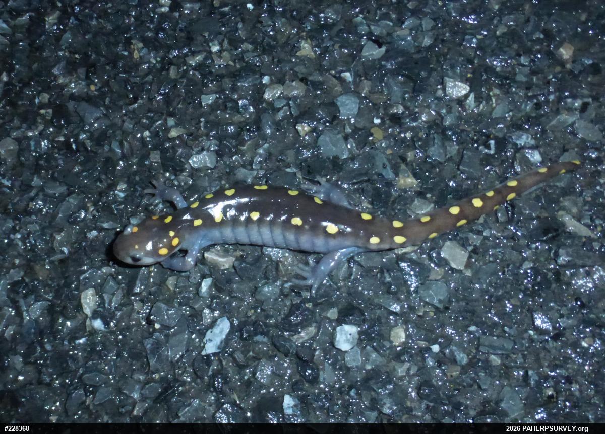 Spotted Salamander