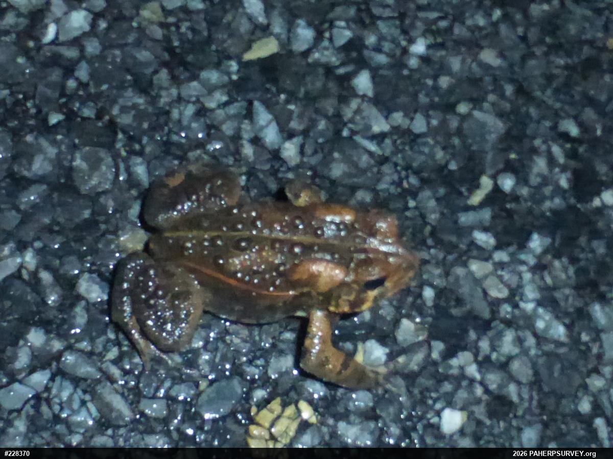 Eastern American Toad