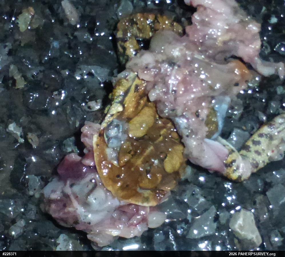 Eastern American Toad