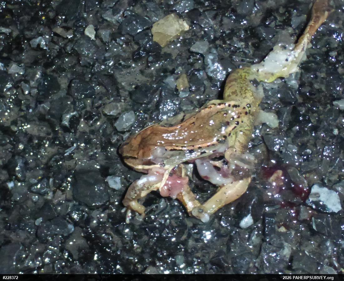 Wood Frog