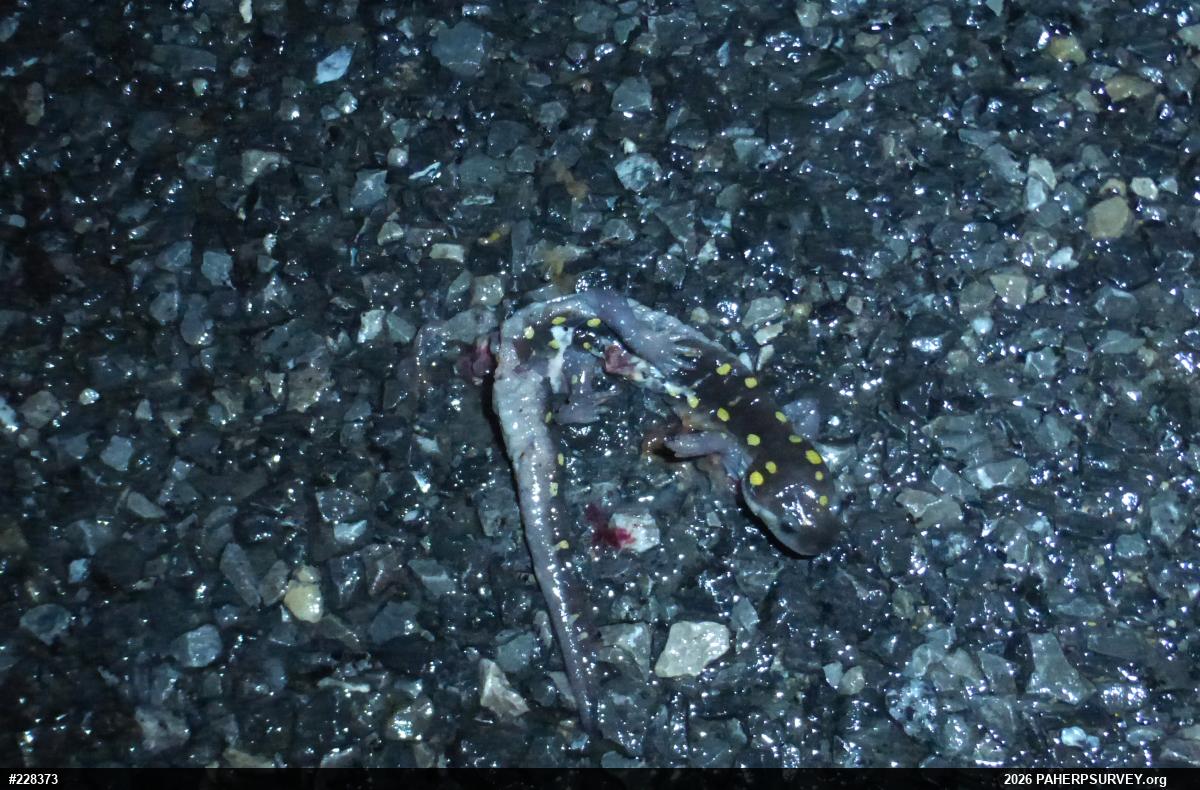 Spotted Salamander