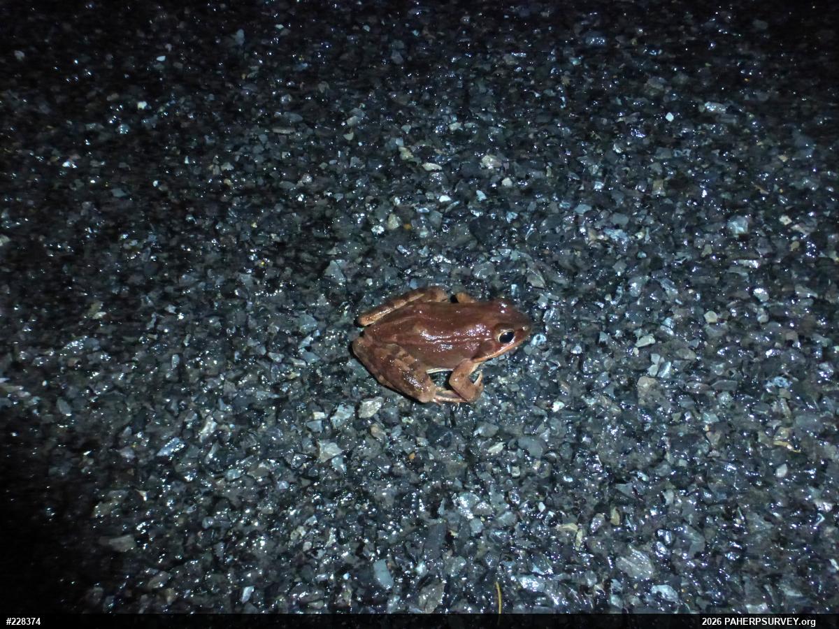 Wood Frog