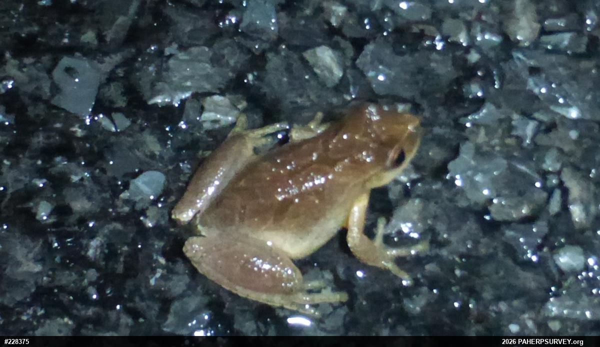Spring Peeper