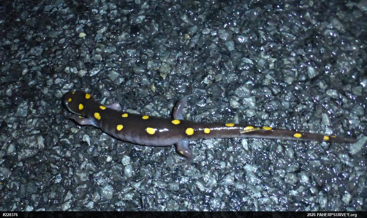 Spotted Salamander