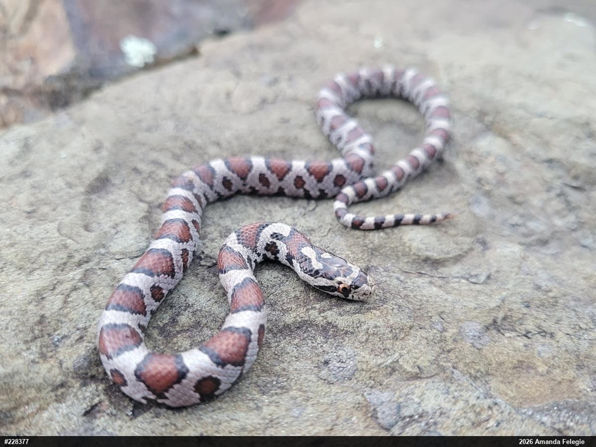 Eastern Milksnake
