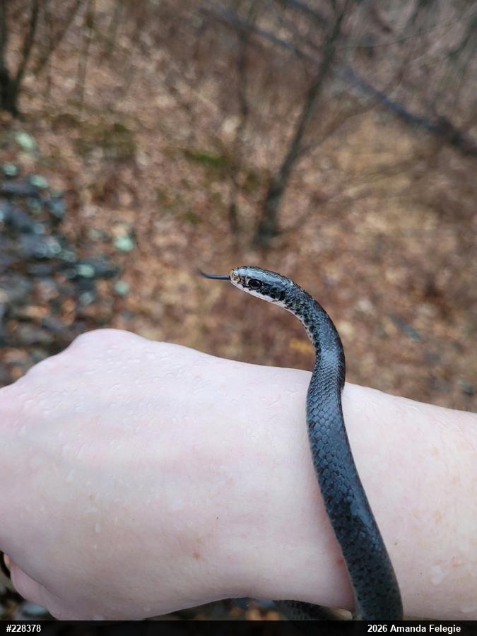 Northern Black Racer