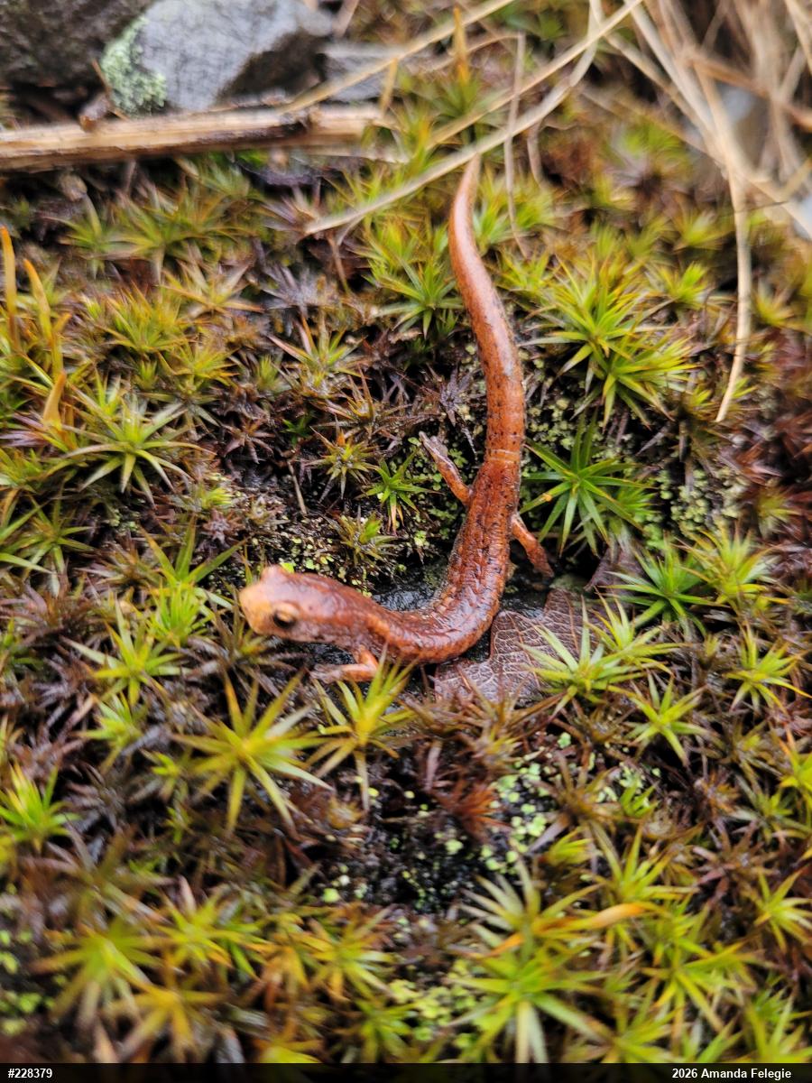 Four-toed Salamander